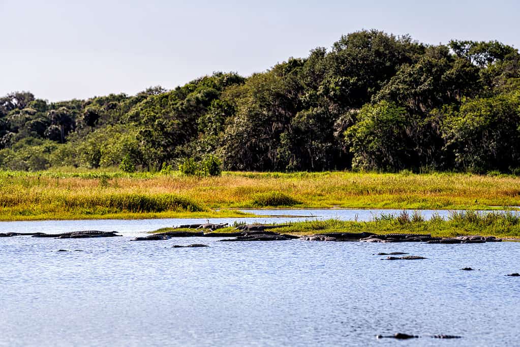 alligators at Deep Hole Florida