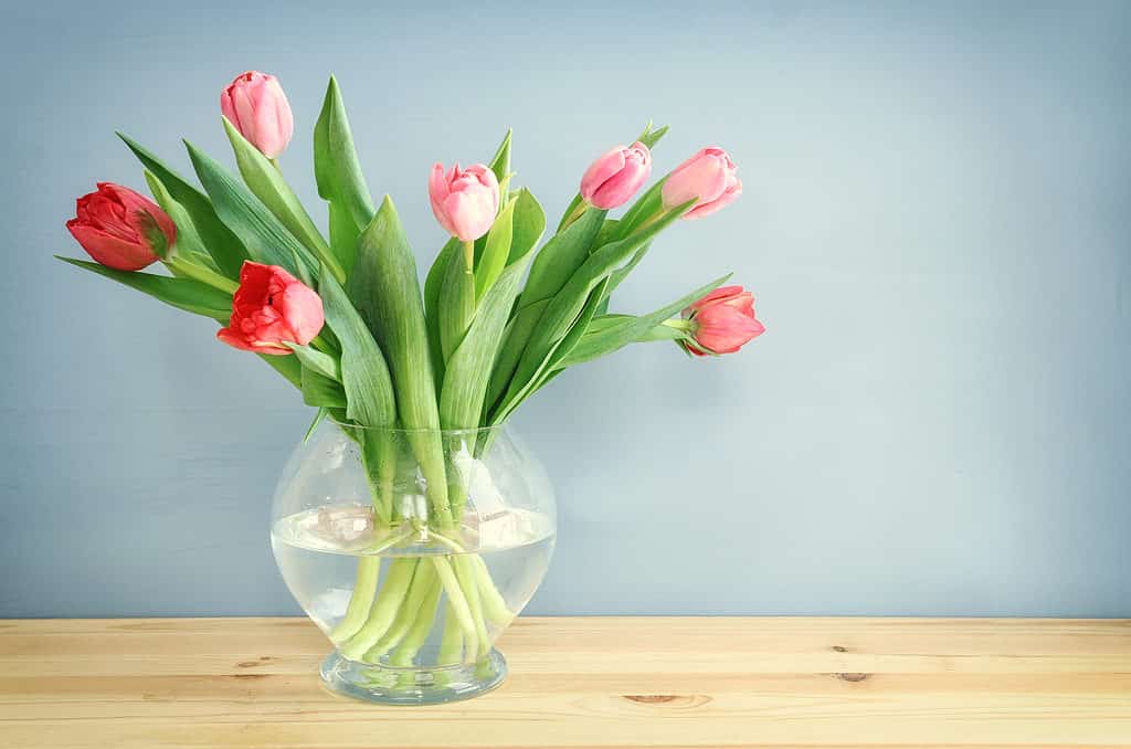 tulips in vase