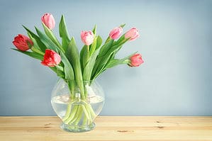 7 Tulips to Grow In Mississippi Picture