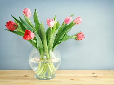 A Tulips In A Vase: How To Make Tulips Last Longer