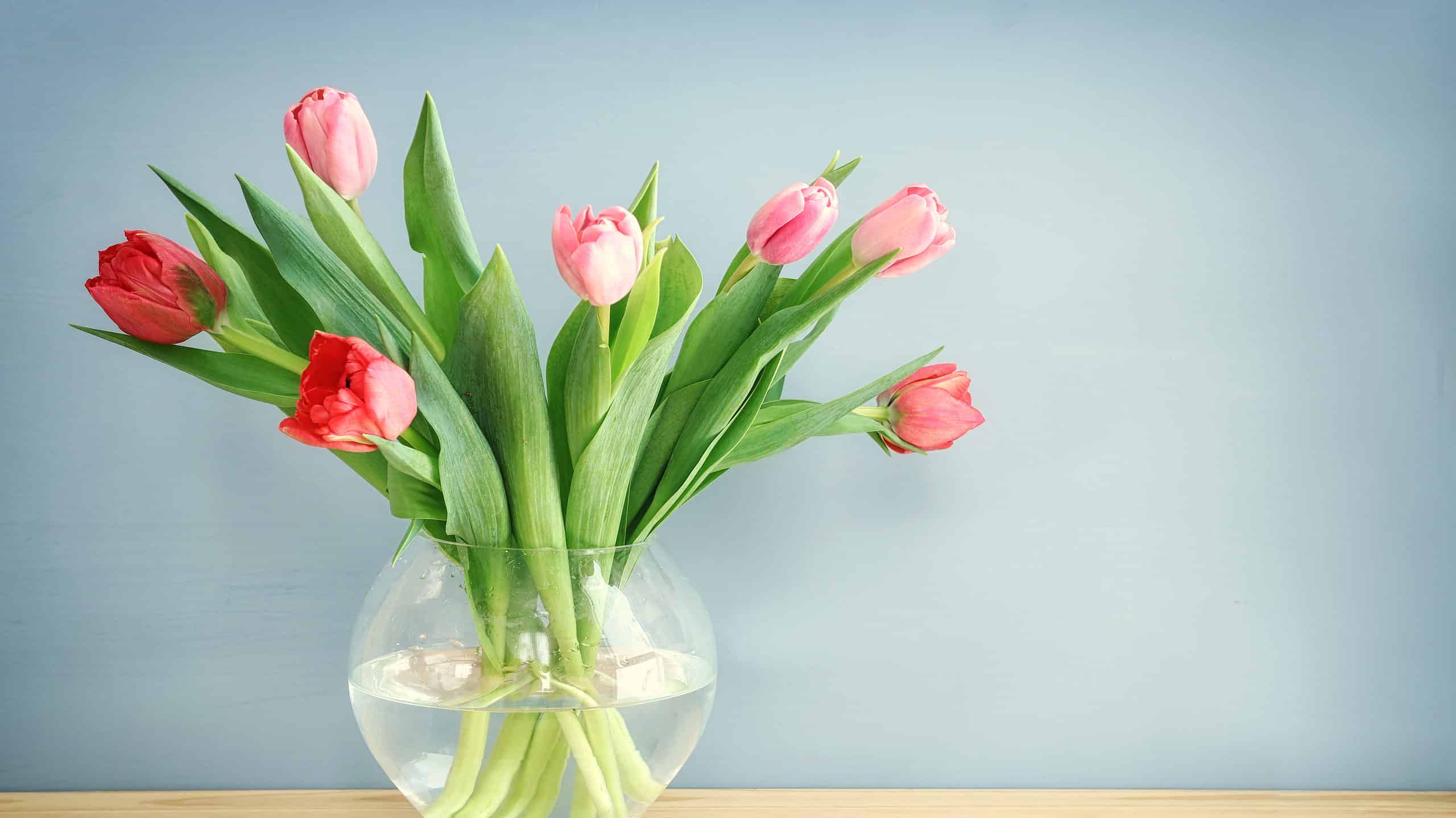 Tulips In A Vase: How To Make Tulips Last Longer - AZ Animals