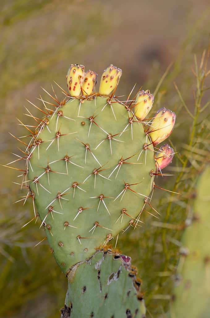 Engelmann's Prickly Pear (Opunita engelmannii), Organ Pipe Cactus National Monument, Arizona, USA