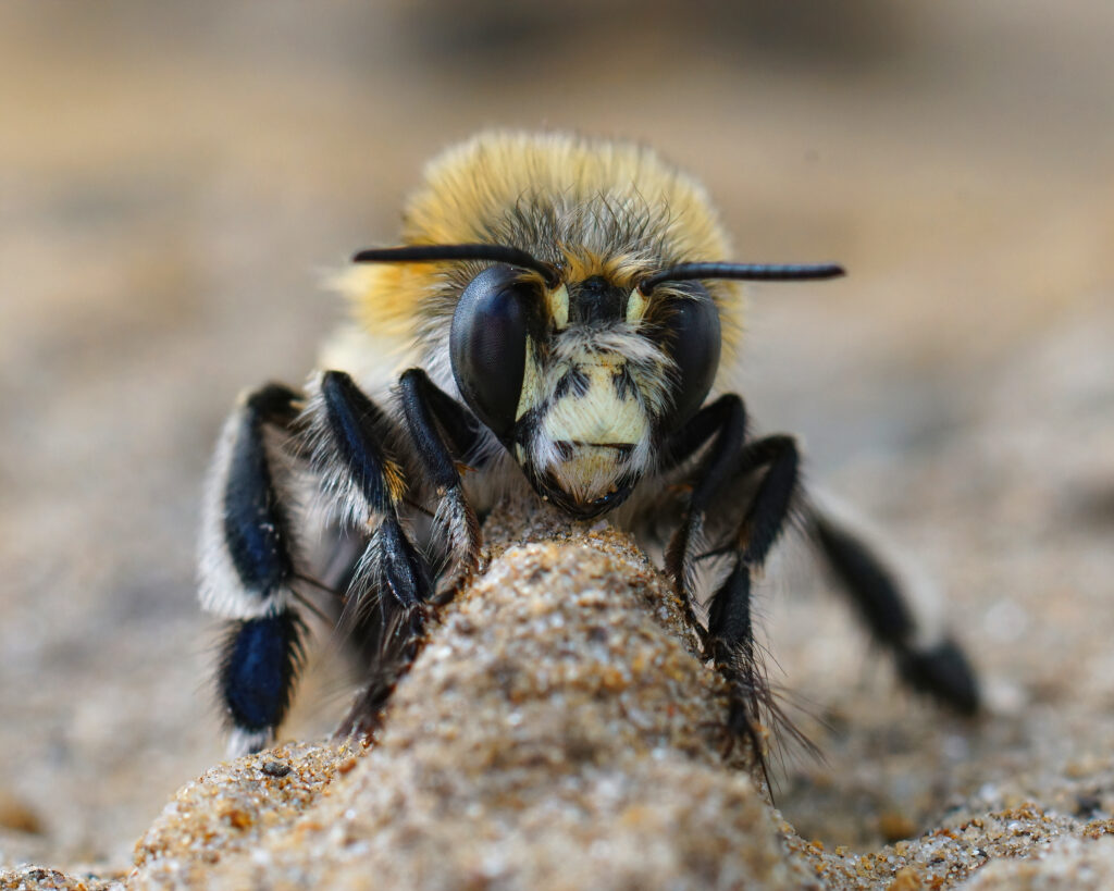 Facial closeup of a male of the hairy-footed flower bee , Anthophora plumipes. The bee is looking directly at the camera. It is black, with very large black eyes, Its abdomen is covered in cream-to-light-yellow hairs.