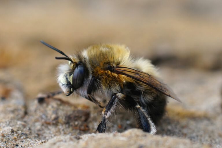 Closeup of a male of the hairy-footed flower bee , Anthophora plumipes The bee is very hairy, It is darker on the bottom, with light yellow-to-cream colored top. The bee is facing left.