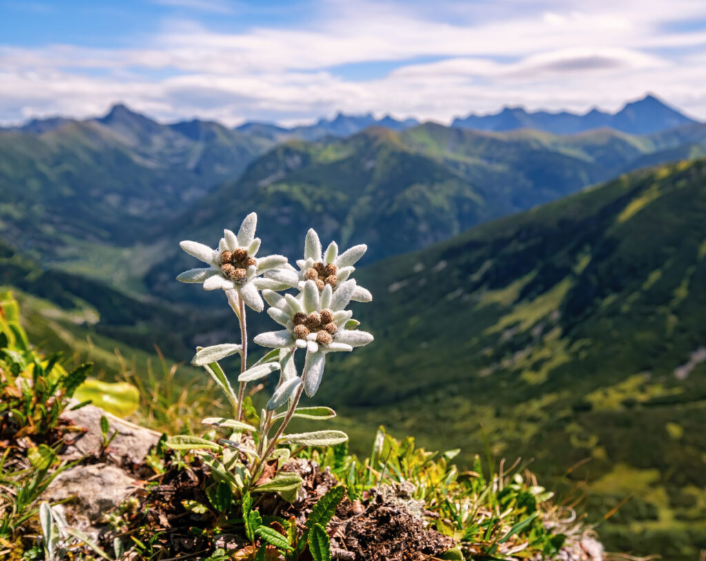 edelweiss in Swiss Alps