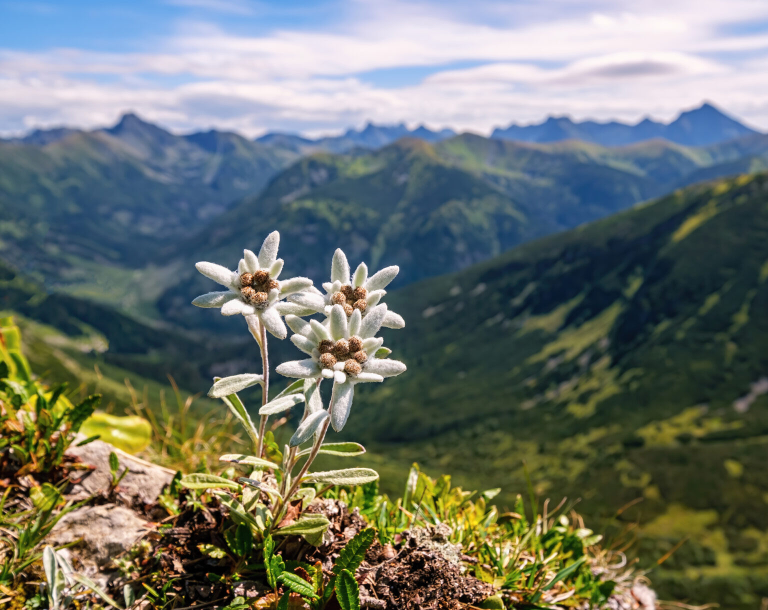 Discover The National Flower Of Switzerland The Edelweiss A Z Animals Discover The National Flower Of Switzerland The Edelweiss A Z Animals