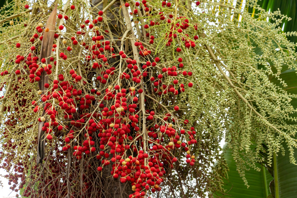 A closeup of the red fruits of Archontophoenix alexandrae or the king palm.