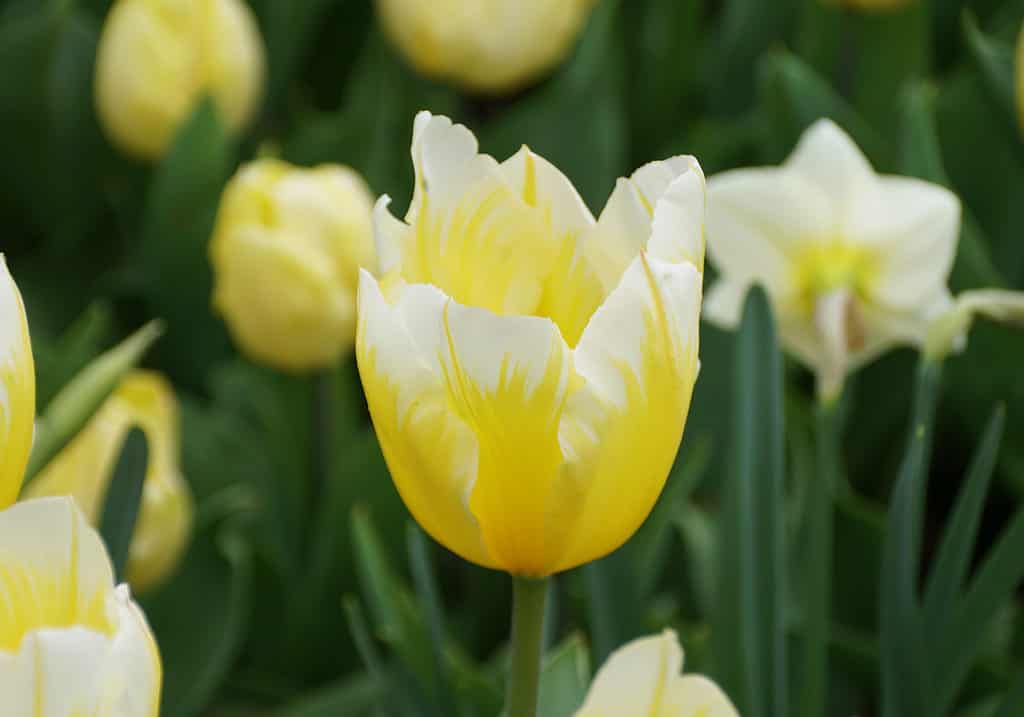 Beautiful yellow and white Fosteriana tulip 'Sweetheart' flowers