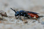 Blood bee