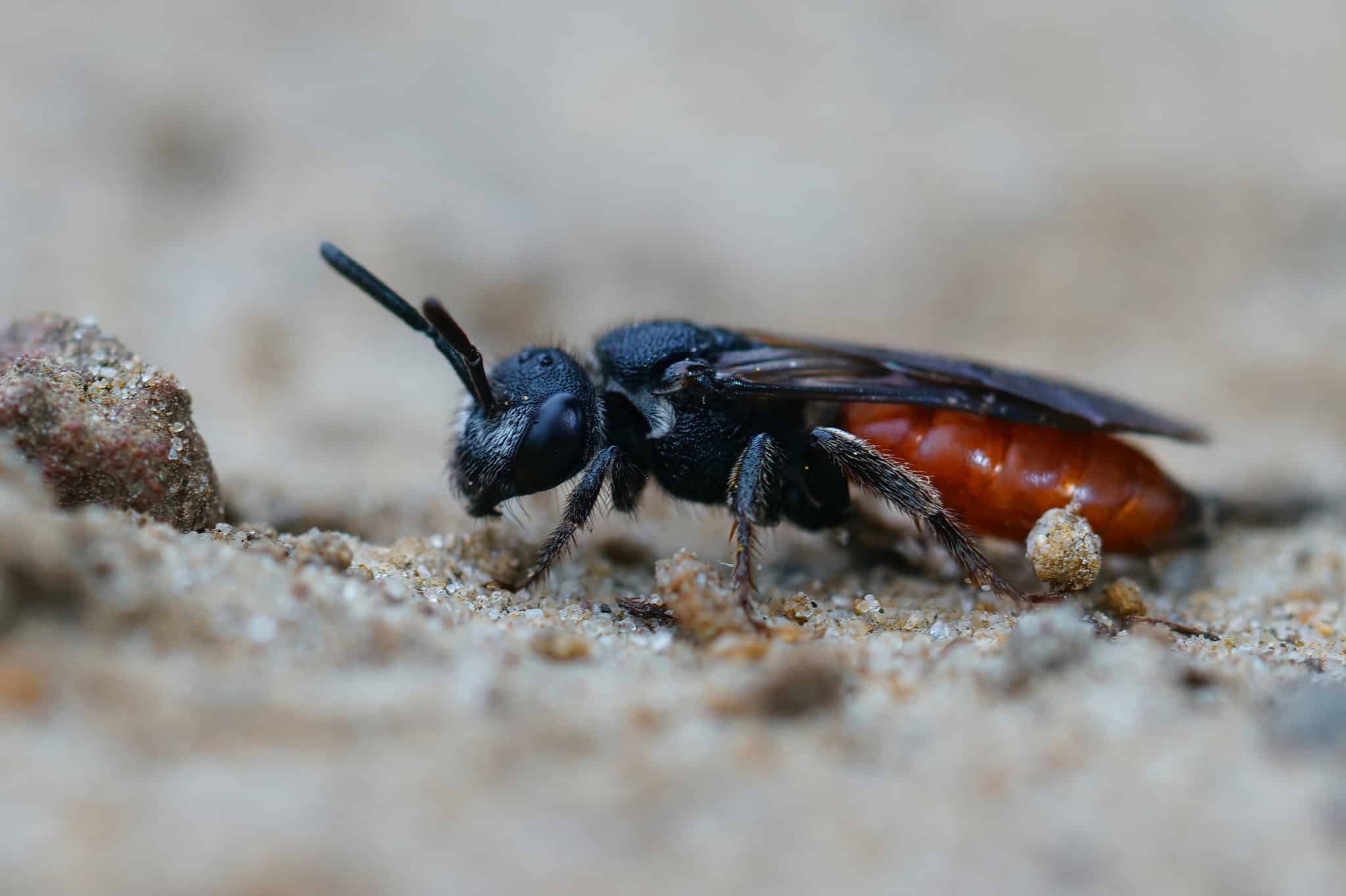 Box-Headed Blood Bee Animal Facts - Sphecodes monilicornis - A-Z Animals