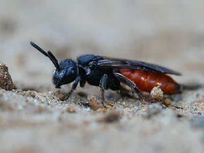 A Box-Headed Blood Bee