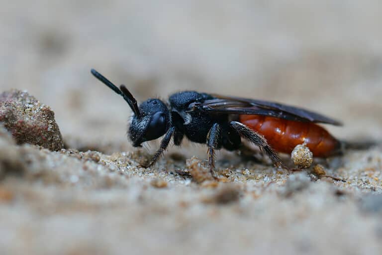 Macro of a box-headed blood bee in the sand. The head and the thorax of the bee are black the abdomen is a reddish brown color the bee is horizontal in the frame with its head facing frame left.
