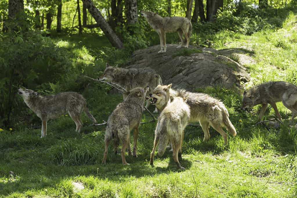 Pack of coyotes