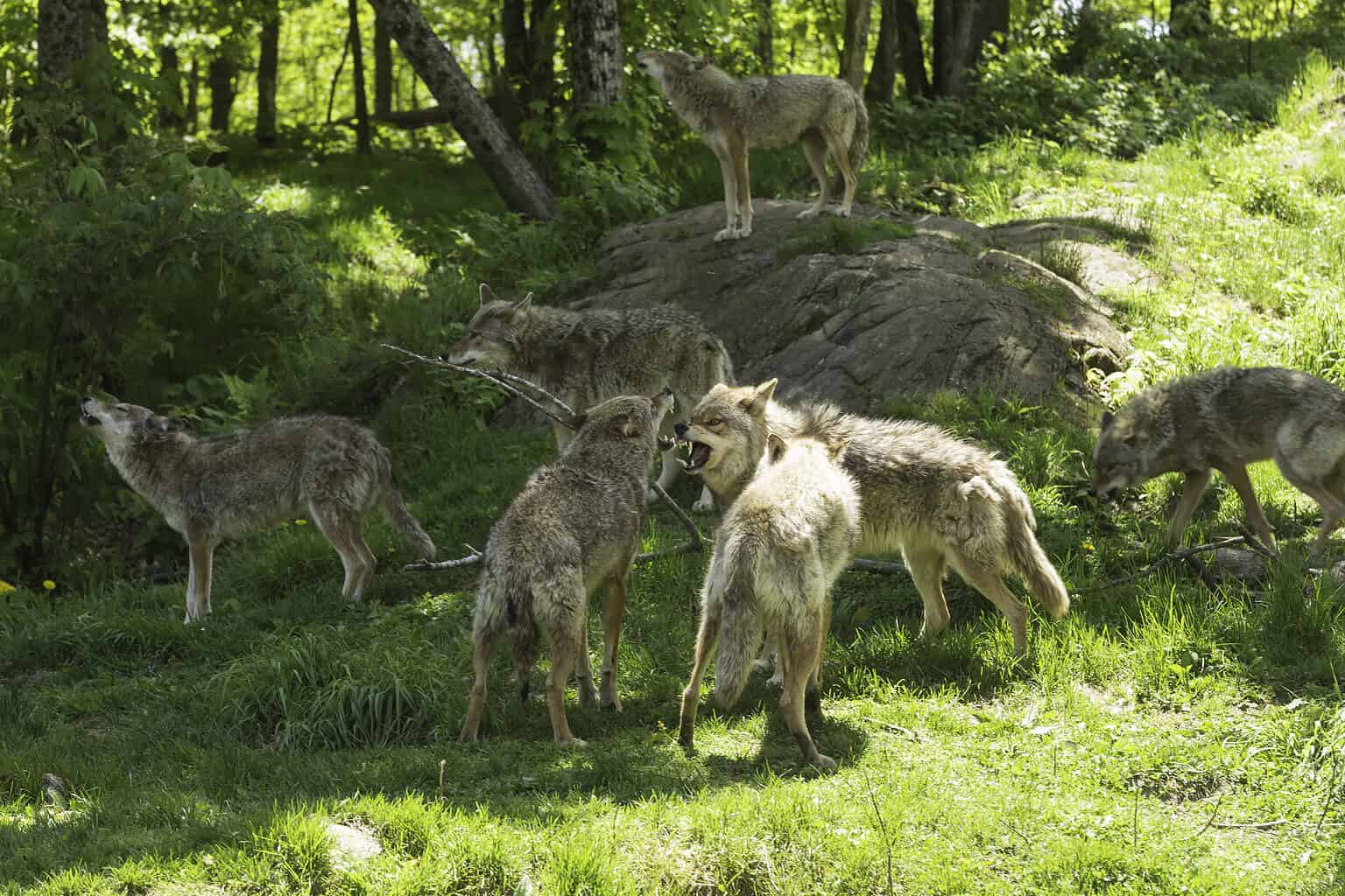 Coyotes in Pennsylvania: Population, Common Locations, Hunting Rules ...