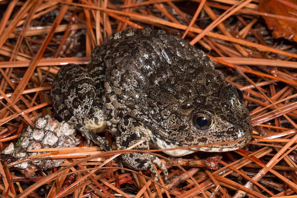 The Endangered Gopher Frog, Rana capito