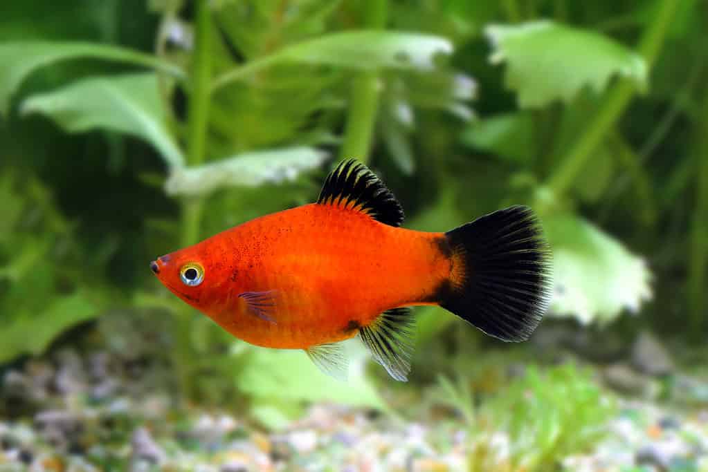 platy fish types