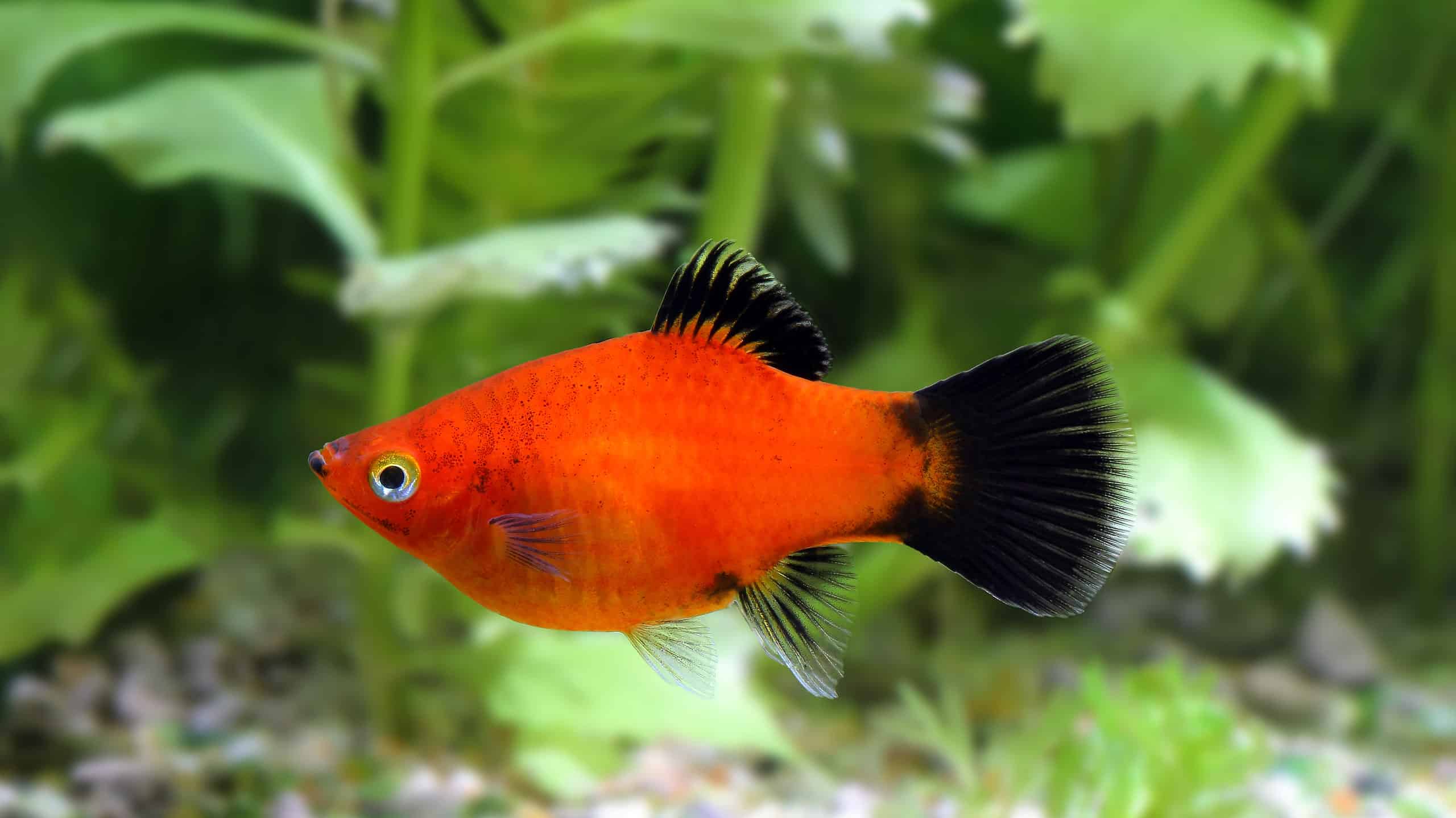 Platy Fish Lifespan: How Long Do Platies Live? - Az Animals