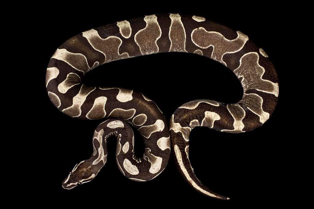 Scaleless Ball Python 2