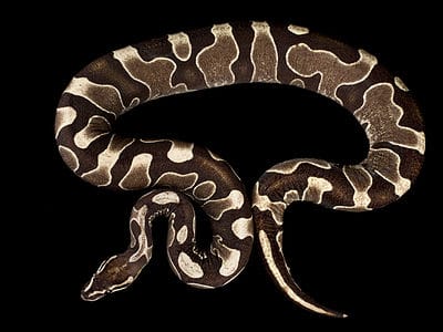 A Ball Python Quiz: Test What You Know!