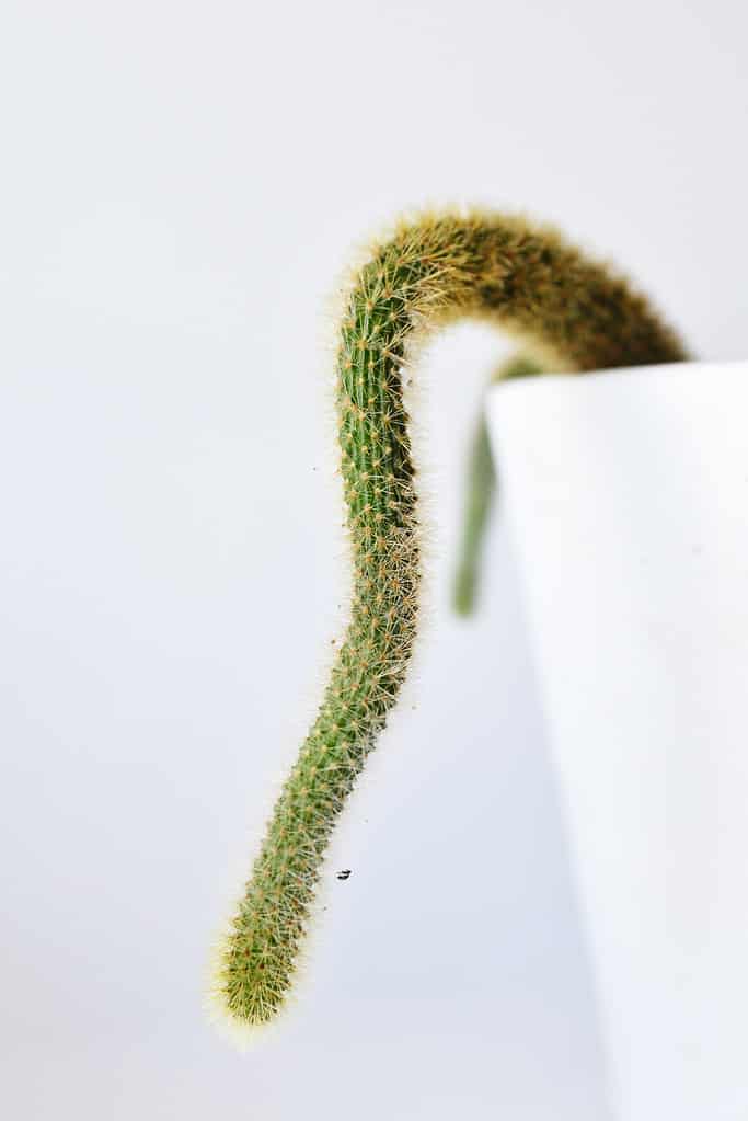 Close up of dog tail cactus sneaking over edge of planter