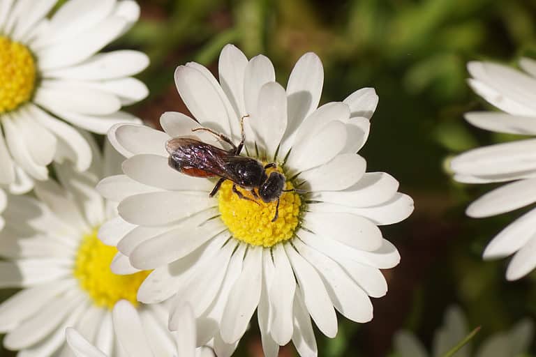 Macro of a box headed blood bee foraging on an Astor. The flower has elongated petals of white with a yellow center. The angle of the photo is from above the bee which is center frame at a slight angle from horizontal, with its head facing toward the right lower corner of the frame. Its wings are not out. The bee itself appears to be primarily black although you can see the red of its tail through its translucent wings.