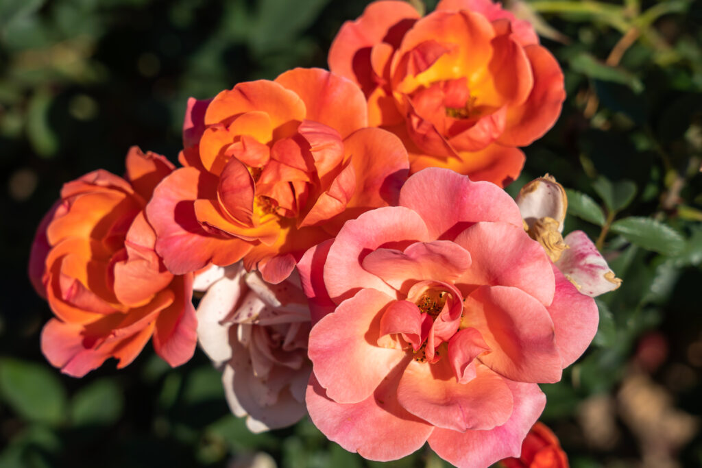 ' Coral Knock Out ' Rose flowers in field,