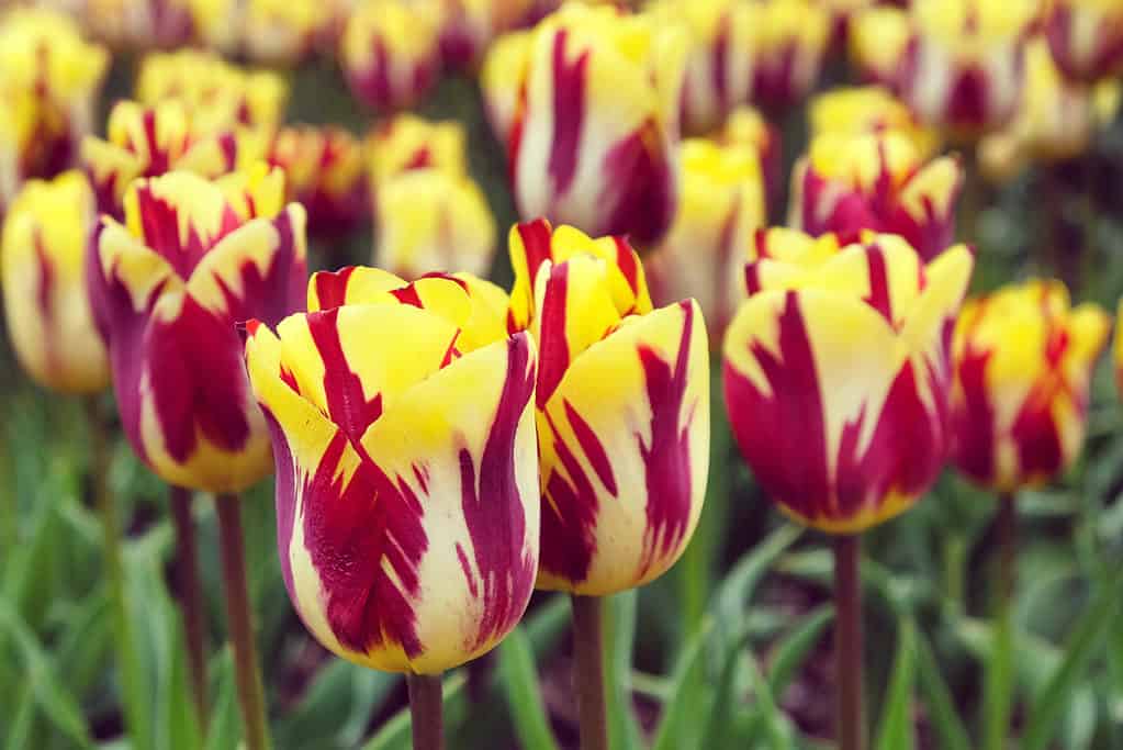 Hoa Tulip Helmar Rembrandt