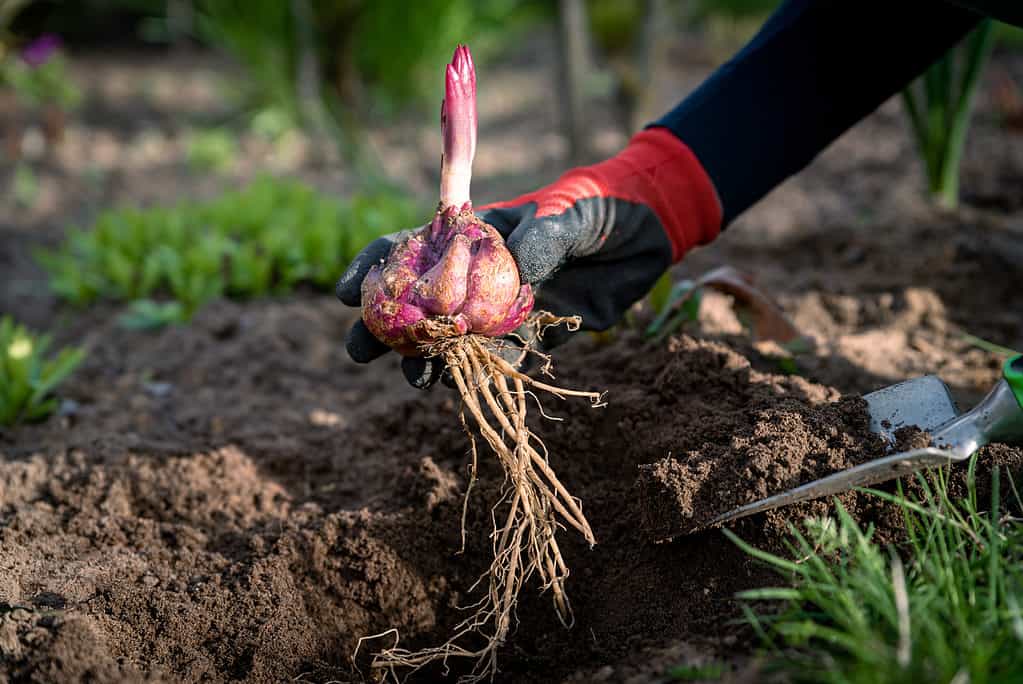 Planting lily bulbs in ground in spring garden.