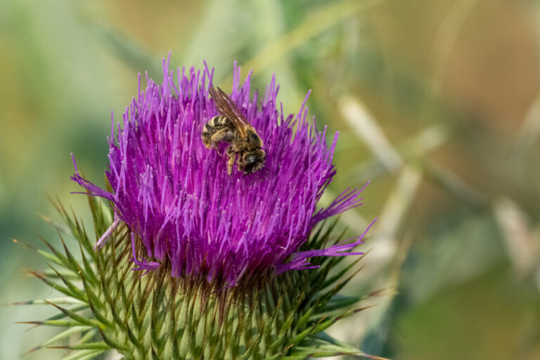 Close up photograph of a Halictus farinosus, a species of sweat bee in the family Halictidae sucking pollen from a purple thistle flower. The bee is facing the camera at a slight angle, with its head facing the lower right frame.