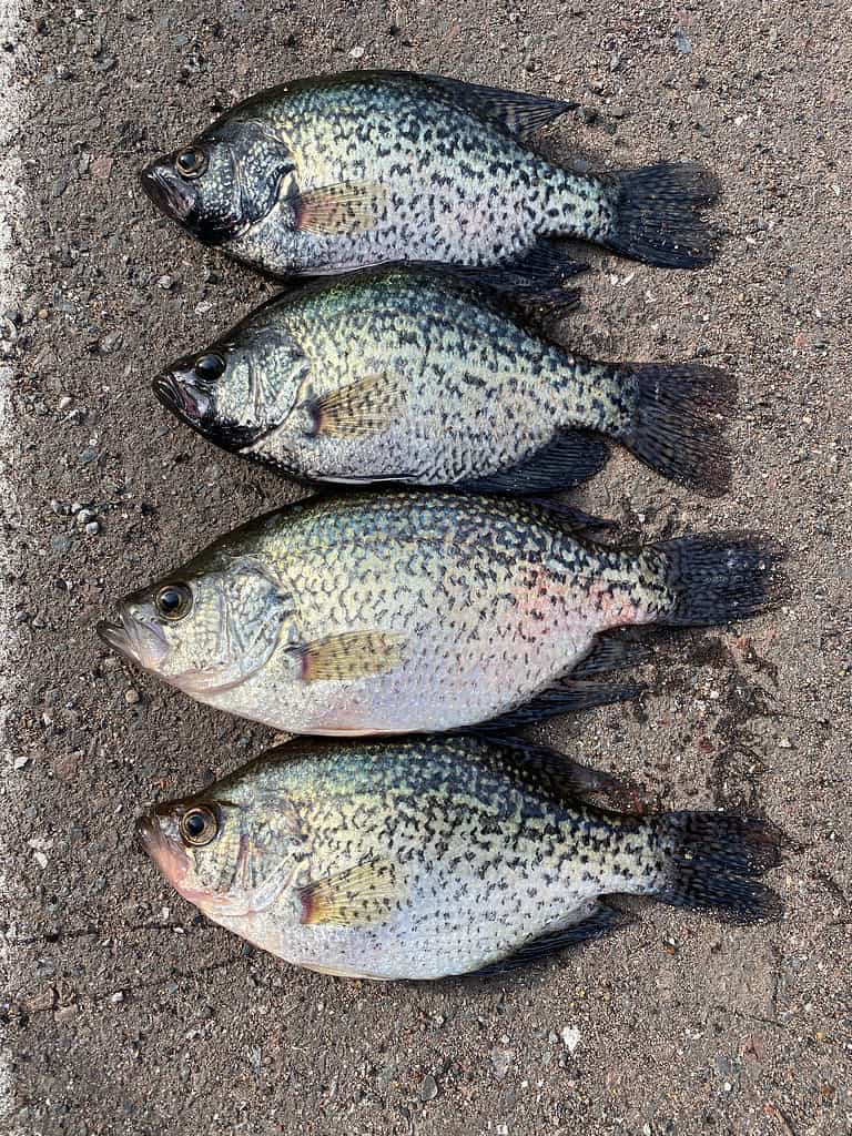 Black crappie are fish in Carter Lake sought by anglers.