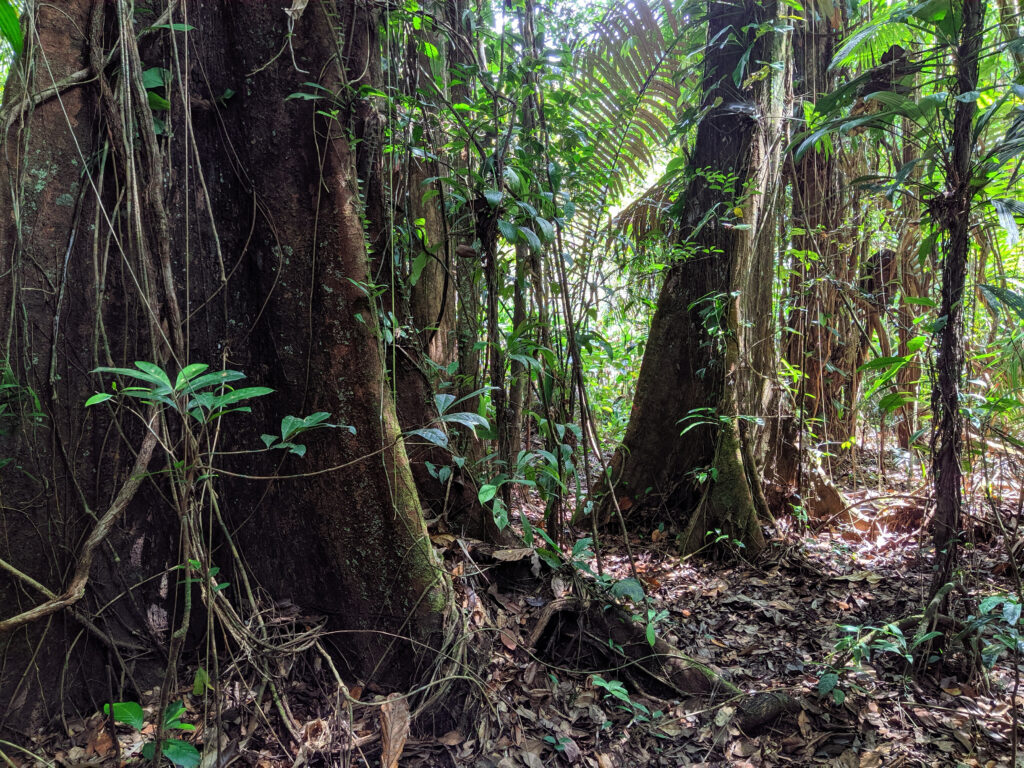 French Guiana rainforest Amazon jungle Belizon Cacao
