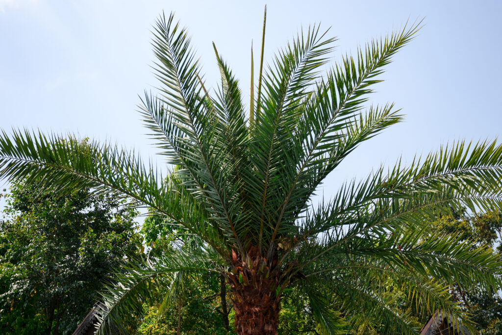 sylvester date or silver date palm