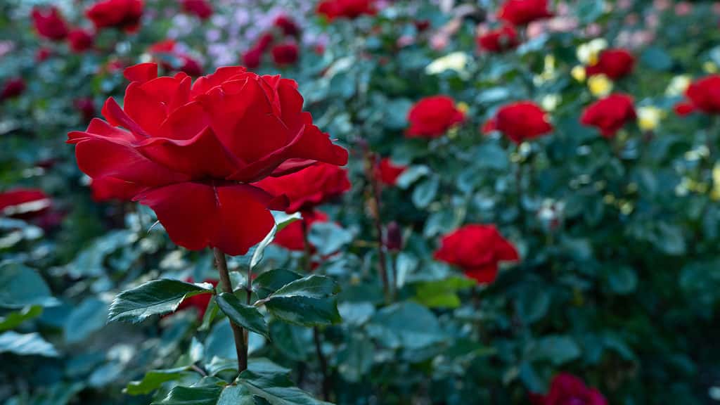 A brightly colored long-stemmed rose growing on a rose bush with dark green leaves. 