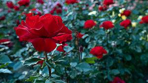 How To Grow Long-Stem Roses photo