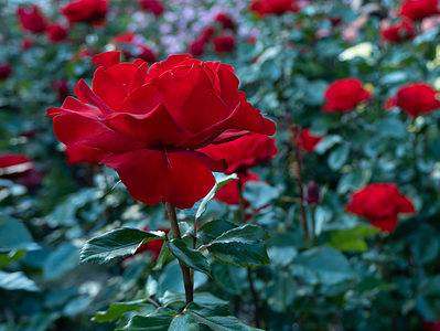 A How To Grow Long-Stem Roses