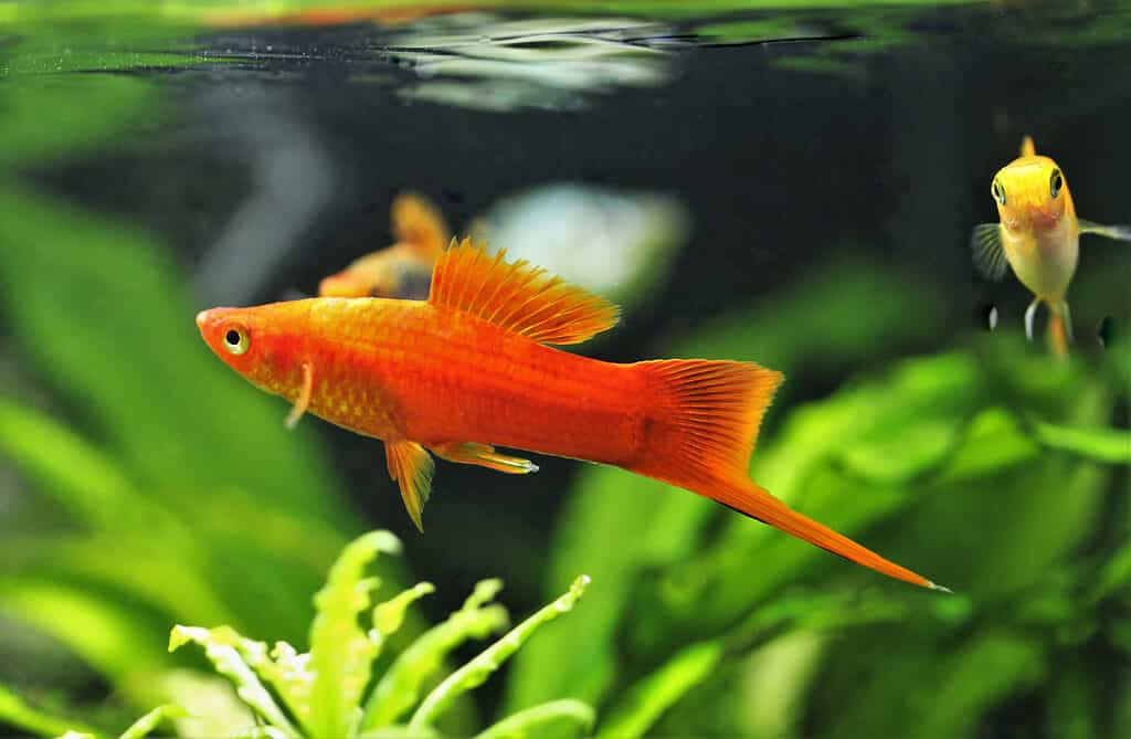 Red swordtail is swimming in aquatic plants tank. green swordtail (Xiphophorus hellerii) is one of the most popular freshwater aquarium fish species. it is a livebearer fish.