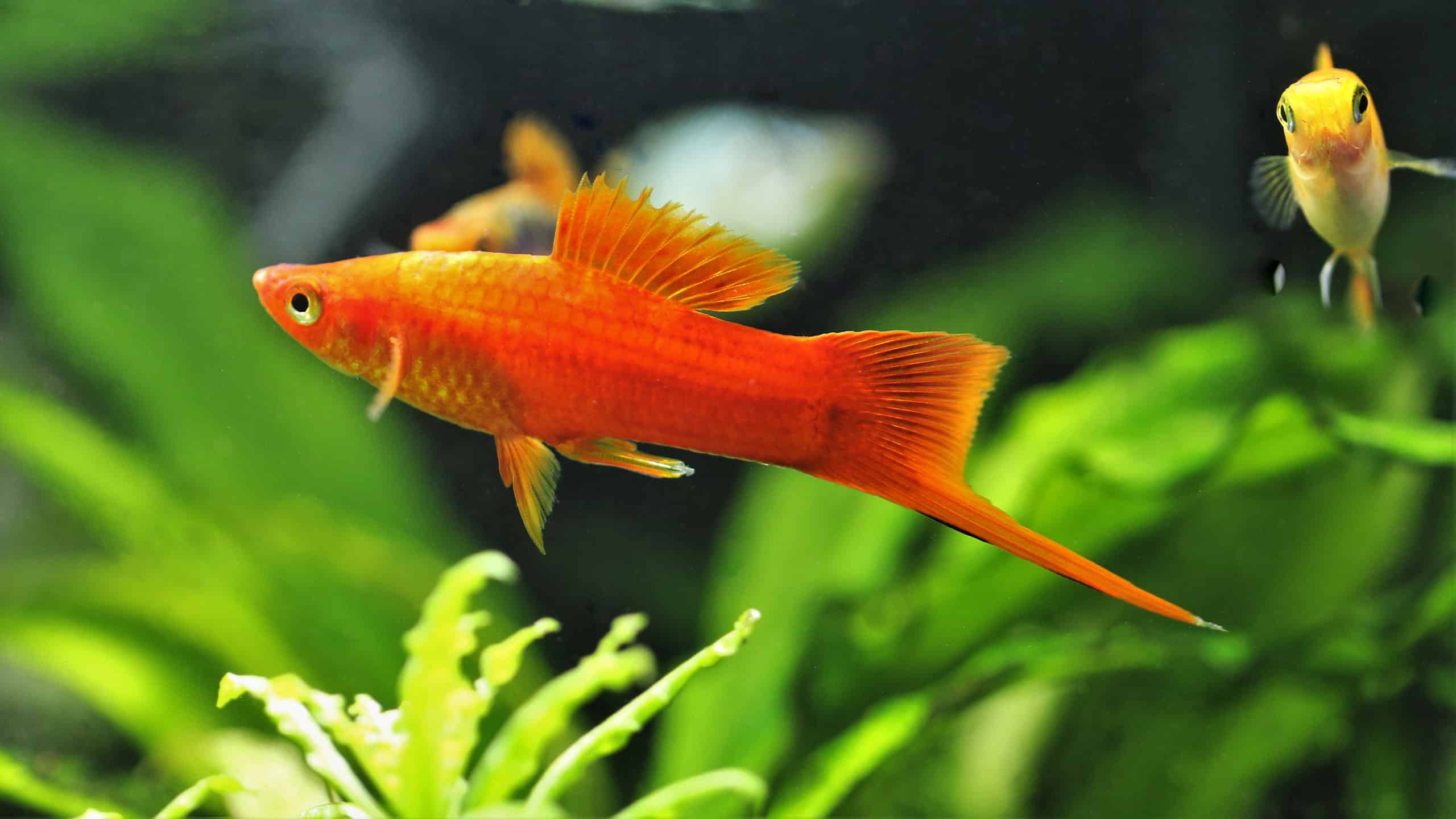 th føle Øde 10 Beautiful Red Freshwater Fish (Perfect for Aquariums!) - AZ Animals