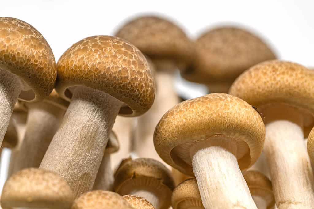 Close-up of brown beech mushrooms