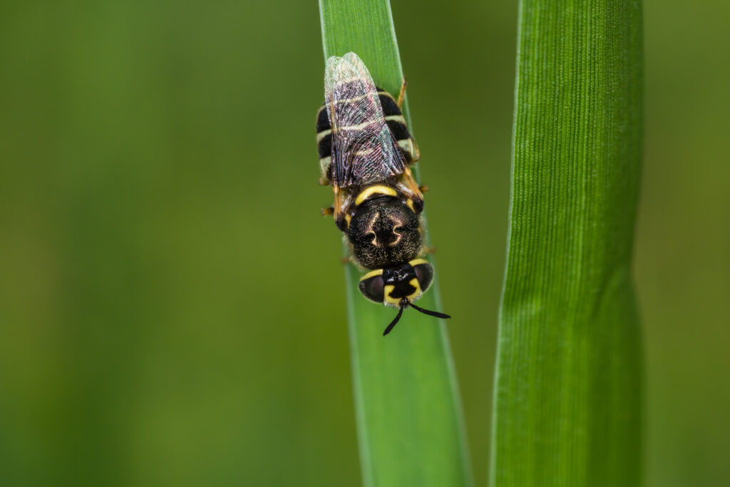 Africanized honeybee