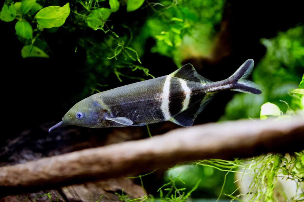 Gnathonemus petersii - Elephantnose fish