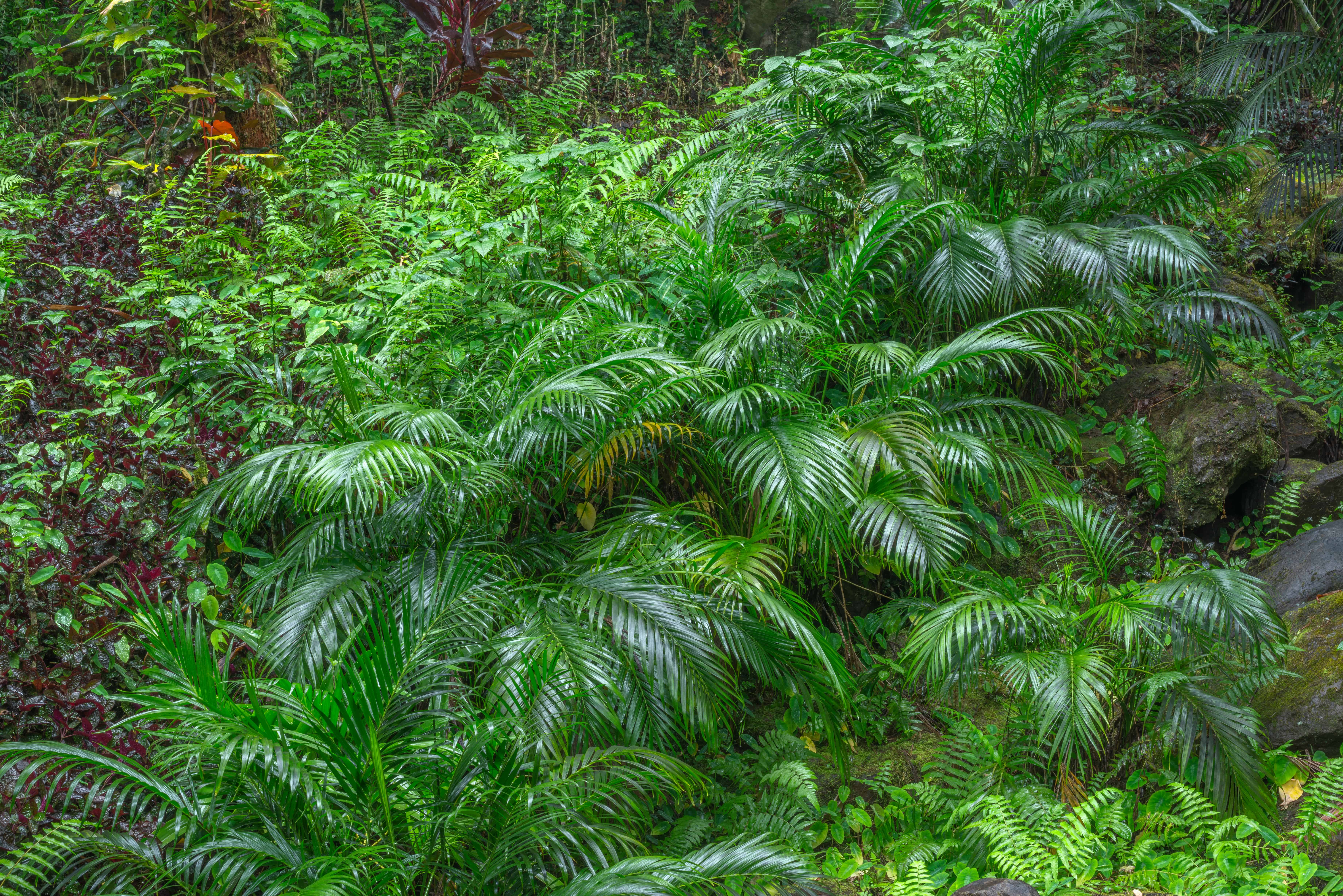 A Chamaedorea cataractarum or cat palm growing in a forest with a number of other tropical plants.