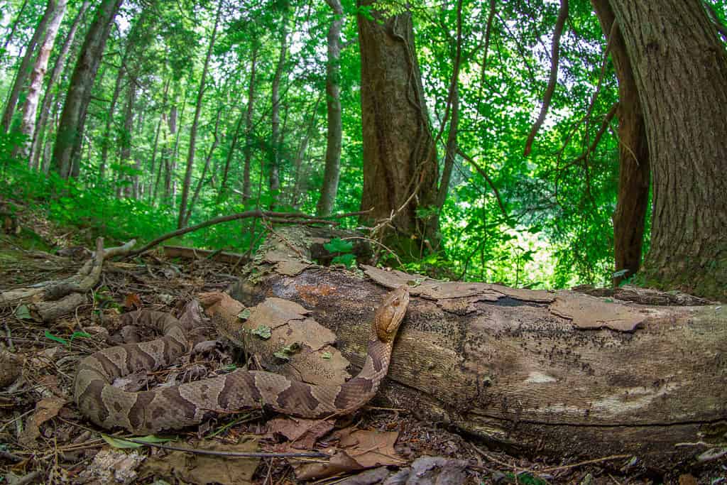 Eastern copperhead snake