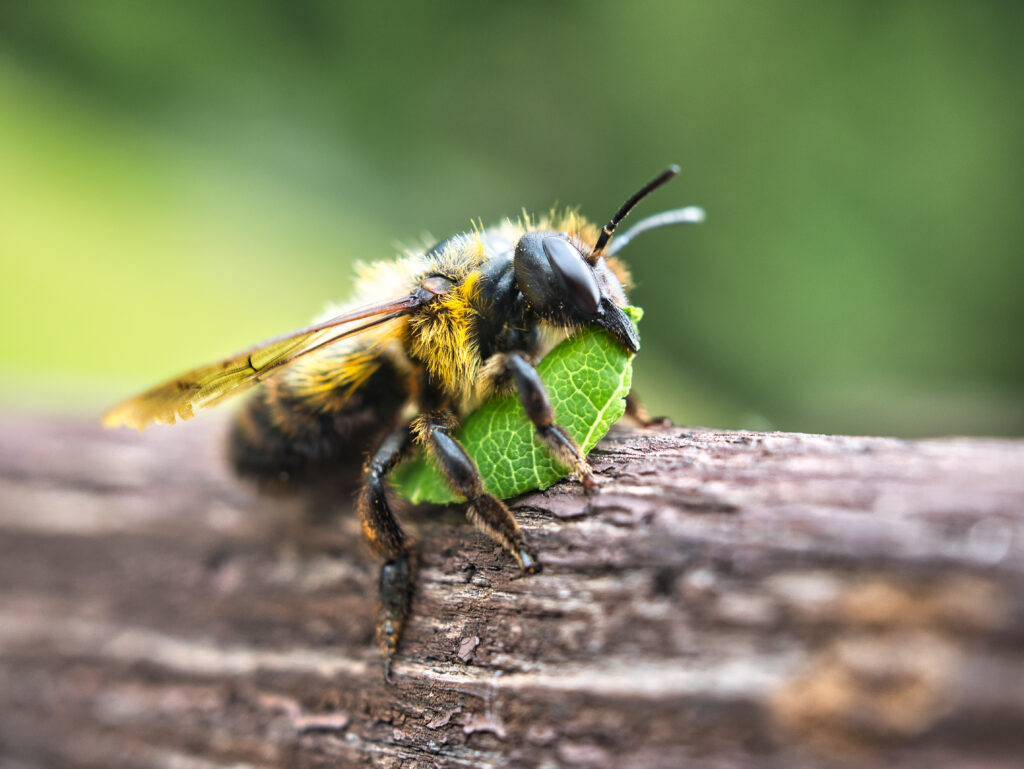 Close-up of a leafcutter bee (Megachile) with a piece of leaf, which is used as building material. The bee is facing the right frame. The bee has a piece of green leaf in its clutches. The bee is black with yellow markings.