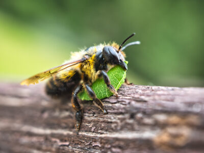 Leafcutter Bee Picture