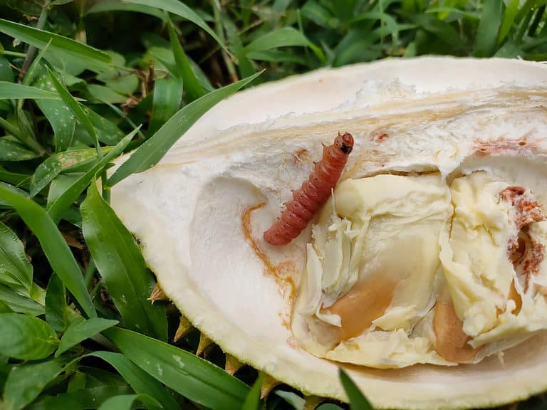 A pink bollworm is visible on a hairy pod. the bollworm is orange with a brown head. the pods is mostly white and pulpy. The background is green grass.