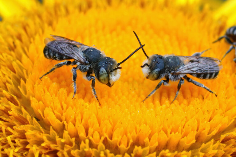 A closeup of two males of the alfalfa leafcutting bee, Megachile rotundata on a yellow flower of Inula officinalis. The bees are facing each other at an angle toward the center of the frame. The bees are mostly black with light gray setae (hairs.)