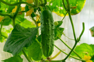 8 Vegetables to Avoid Growing in Winter photo