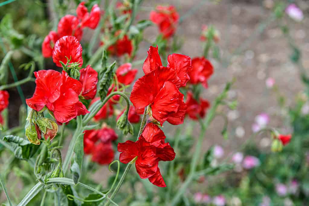 sweet peas a colorful variety of flower petals blooming in the garden