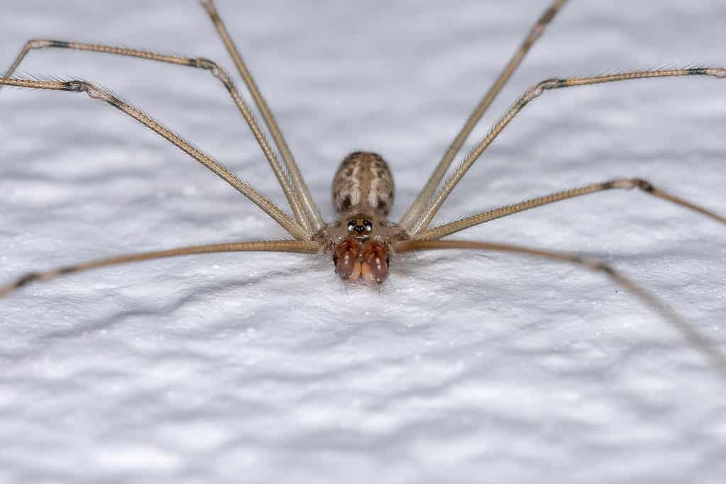 Short-bodied cellar spider, Pholcus globosus