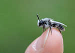 Ashy mining bee